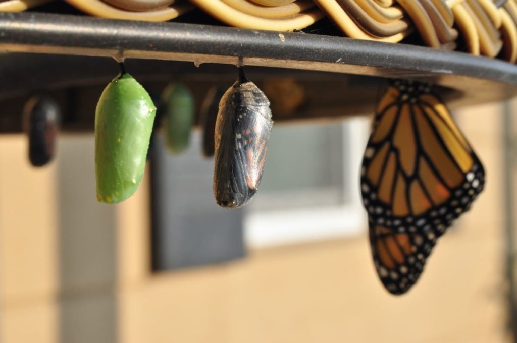 best practices to raise monarchs buy a variety of habitats