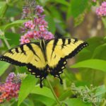 easy steps to create a pollinator garden