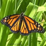 best practices to raise monarchs