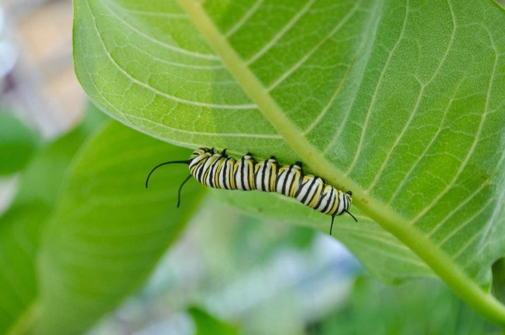 best practices to raise monarchs keep it sanitary