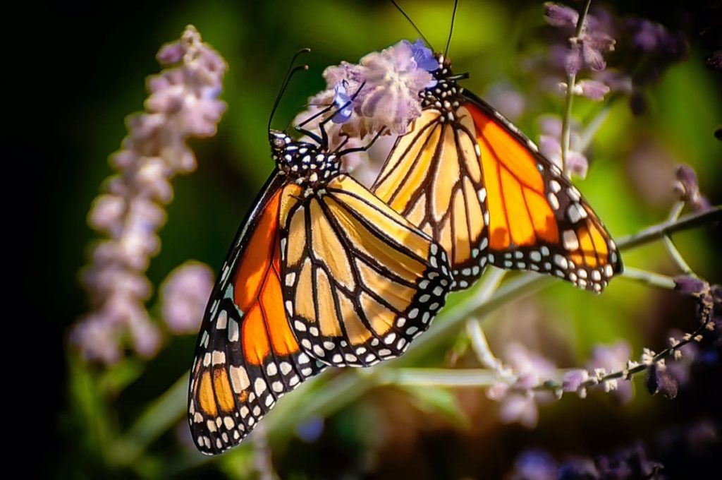 best practices to raise monarchs be a good steward of your hobby