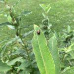 best ways to get rid of Japanese beetles naturally