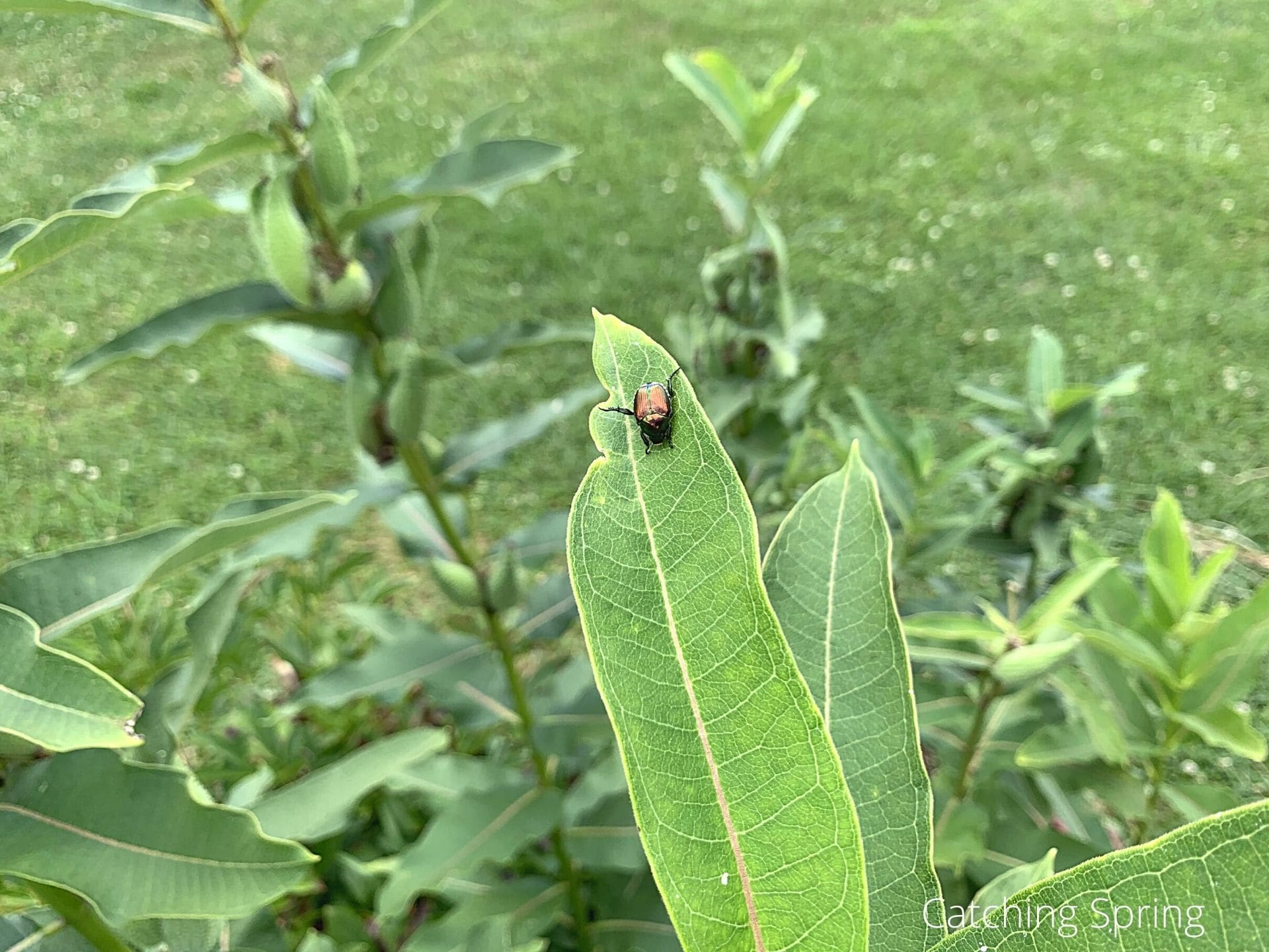 best ways to get rid of Japanese beetles naturally
