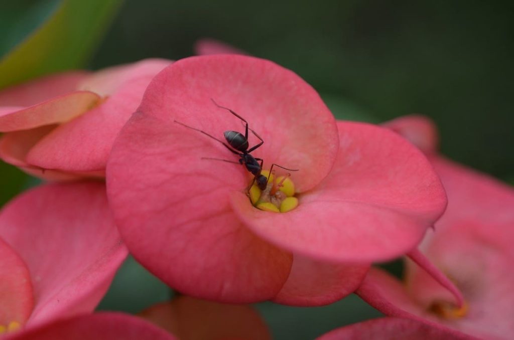 garden pests you may want to protect ants