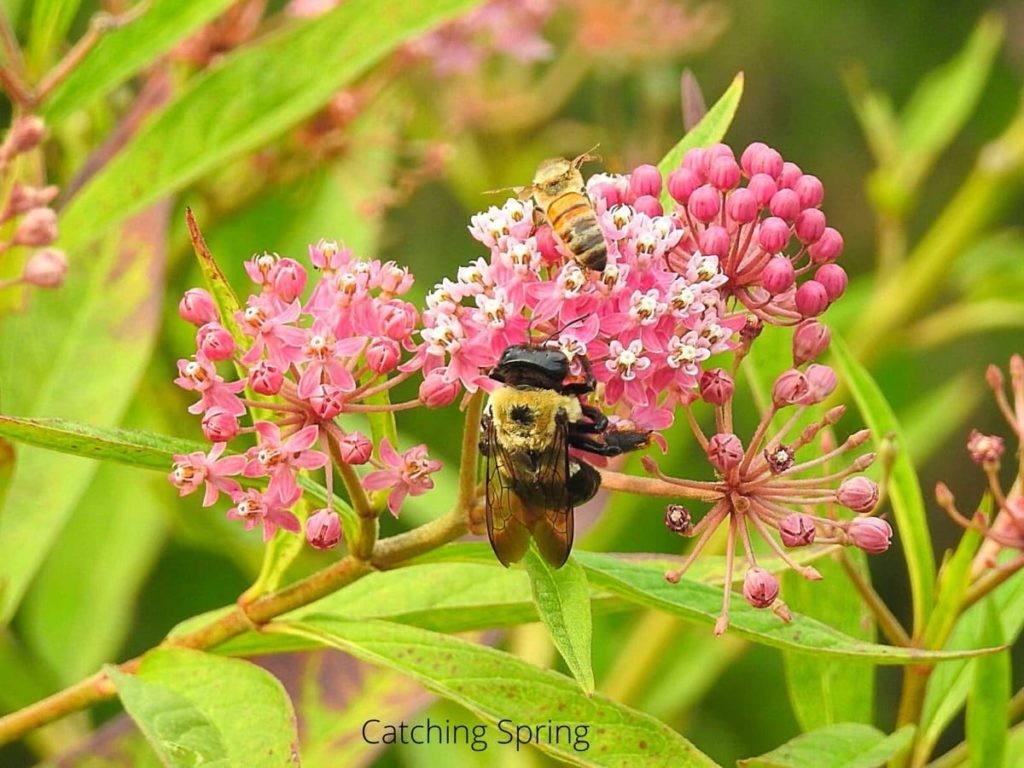 garden pests you may want to protect native bees
