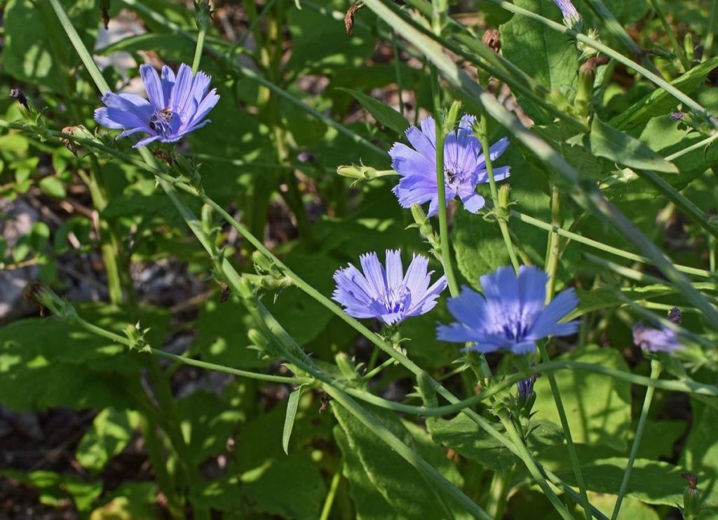 chicory beneficial weeds that could become your new favorite flower