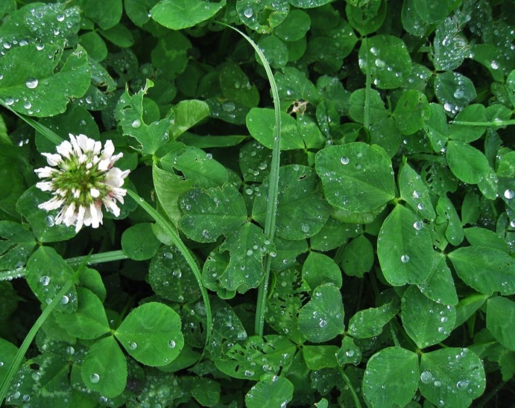 white clover beneficial weeds that could become your new favorite flower