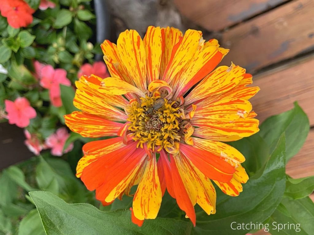 seeds are easy to collect why you need the beautiful zinnia in your yard