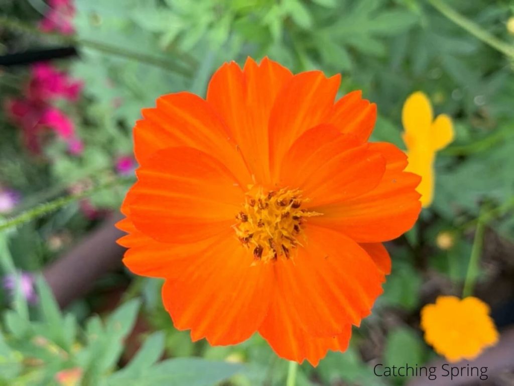 cosmos flowers you'll want to save seeds from