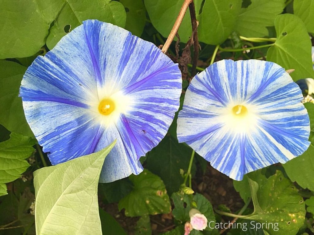 morning glory flowers you'll want to save seeds from