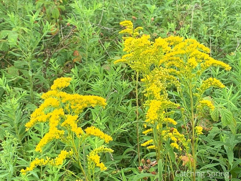 goldenrod beneficial weeds that could become your new favorite flower