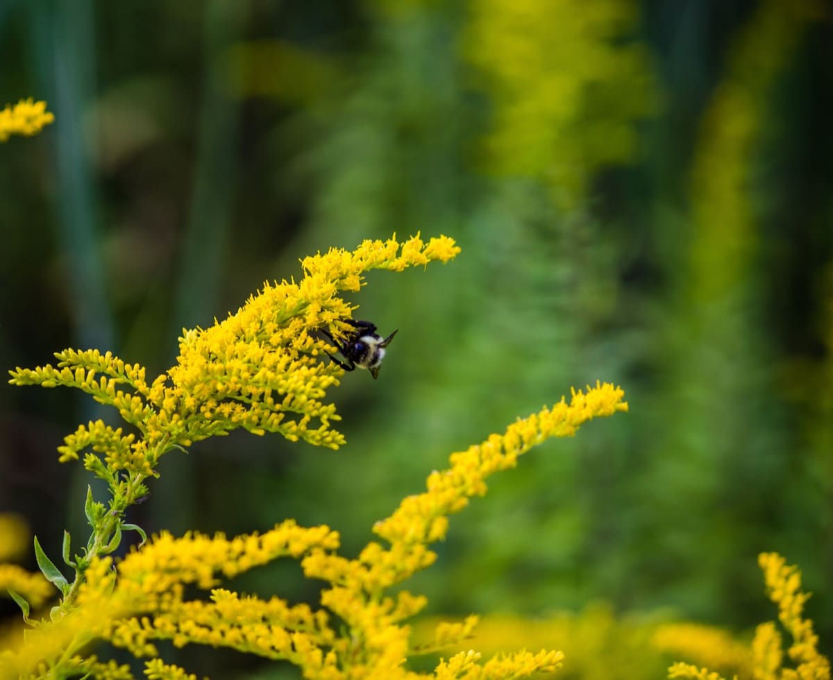 beneficial weeds that could become your new favorite flower