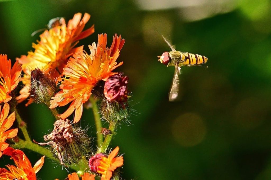 garden pests you may want to protect hoverfly