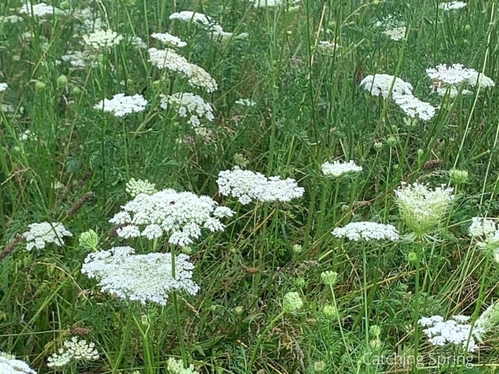 queen Anne's lace beneficial weeds that could become your new favorite flower