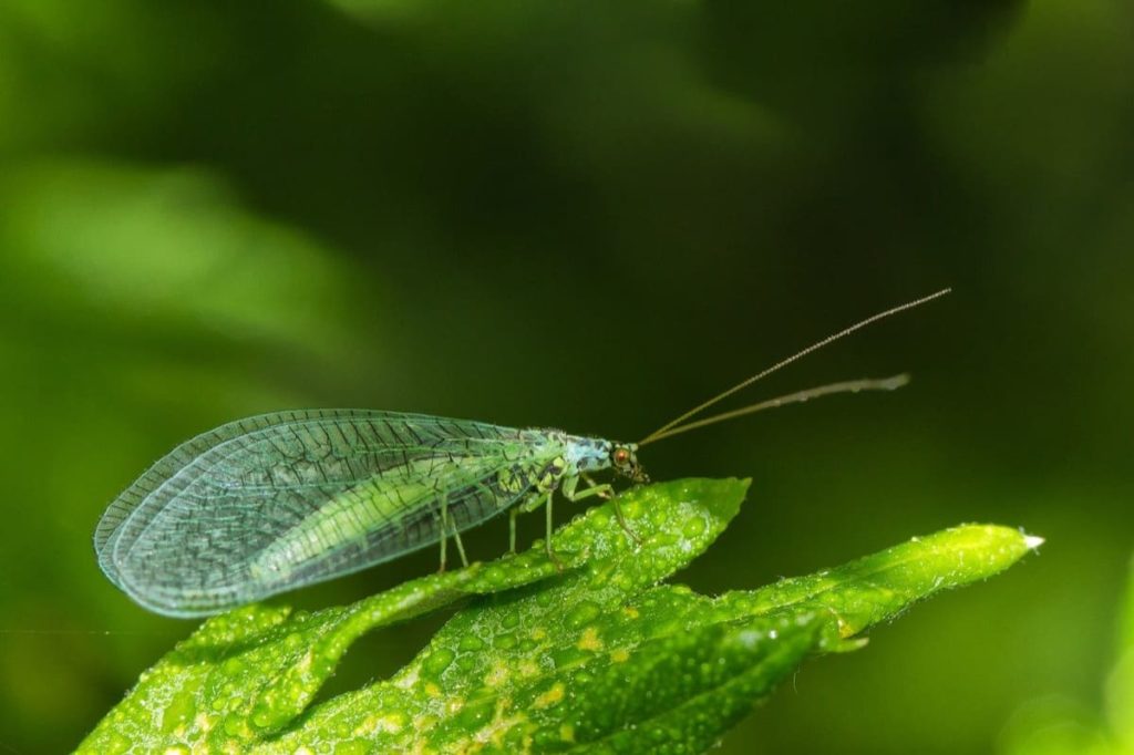 garden pests you may want to protect lacewing