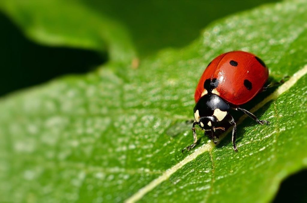 garden pests you may want to protect ladybug or ladybird beetle