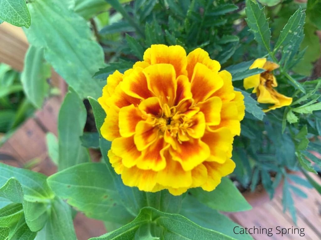marigold flowers you'll want to save seeds from