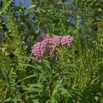 learn valuable truths about milkweed