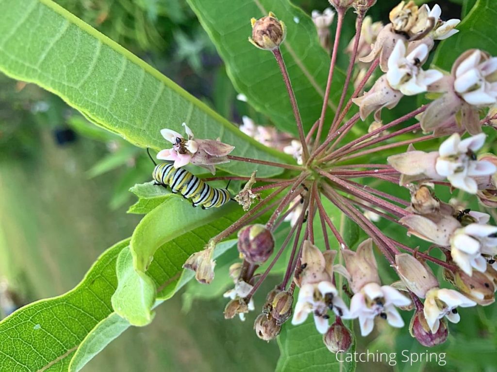 best practices to raise monarchs plants milkweed and nectar flowers