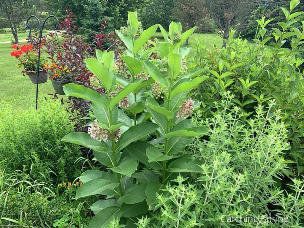 milkweed flowers you'll want to save seeds from