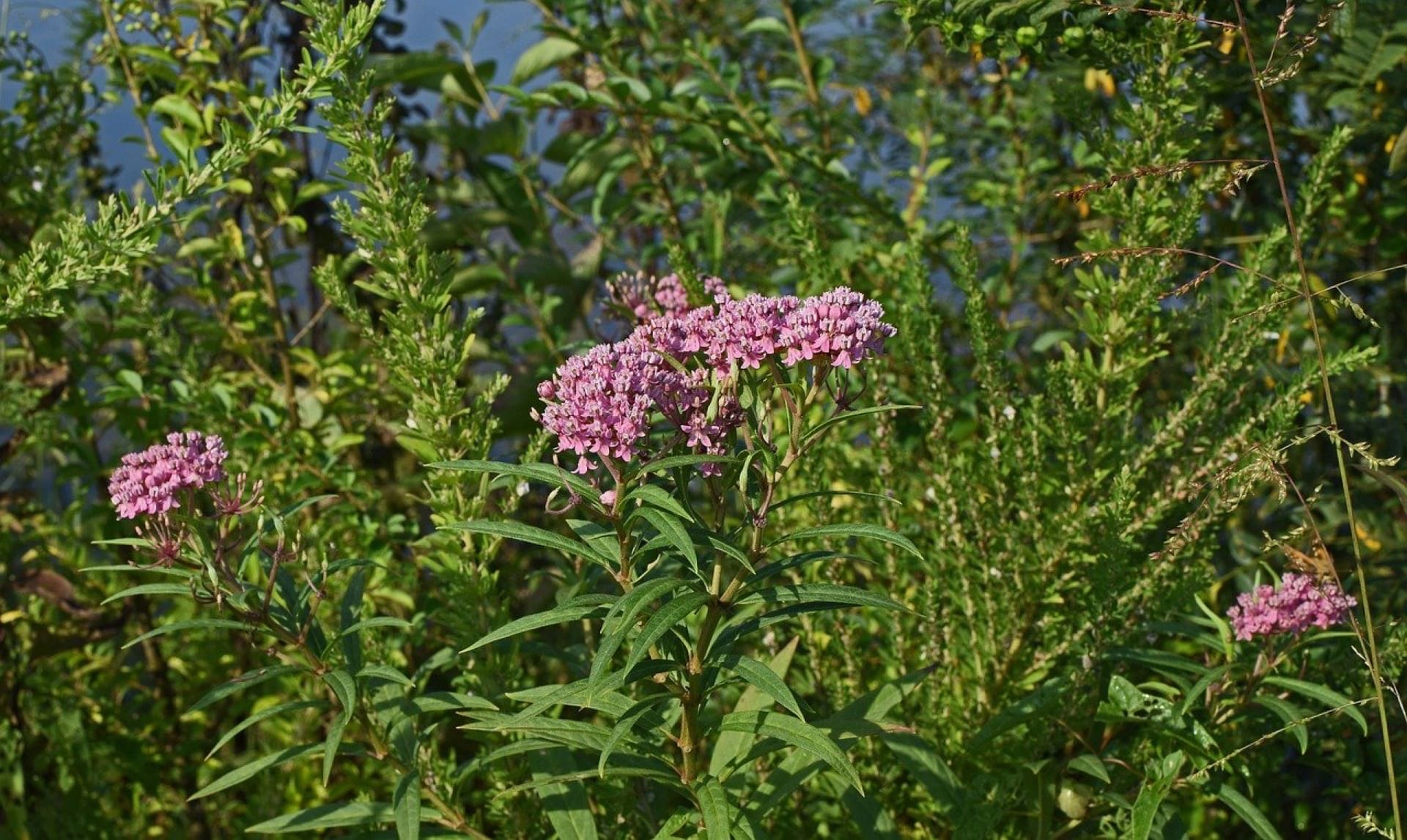 learn valuable truths about milkweed
