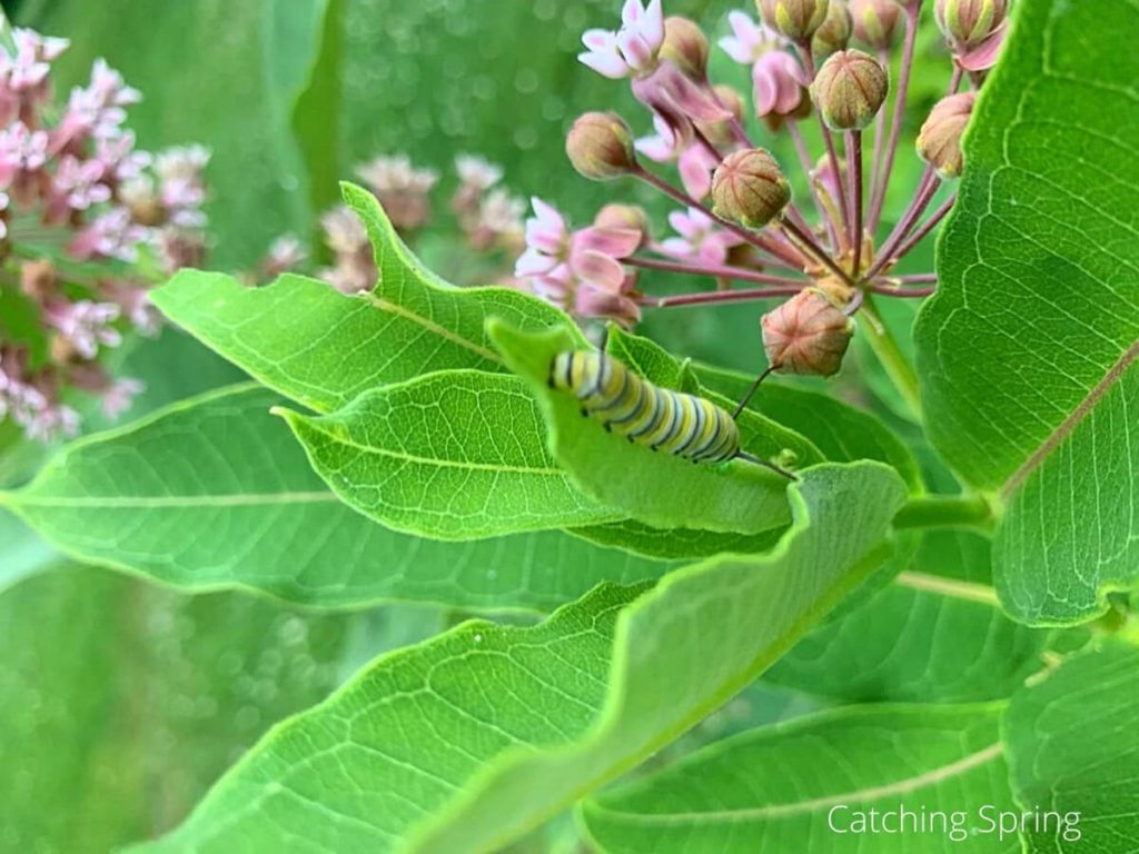 monarchs the truth about valuable milkweed