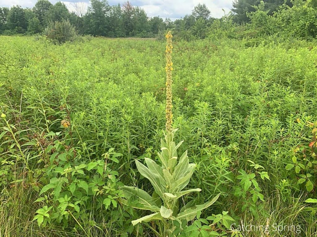 mullein beneficial weeds that could become your new favorite flower