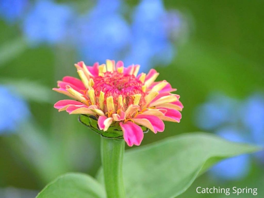 easy steps to create a pollinator garden choose native plants