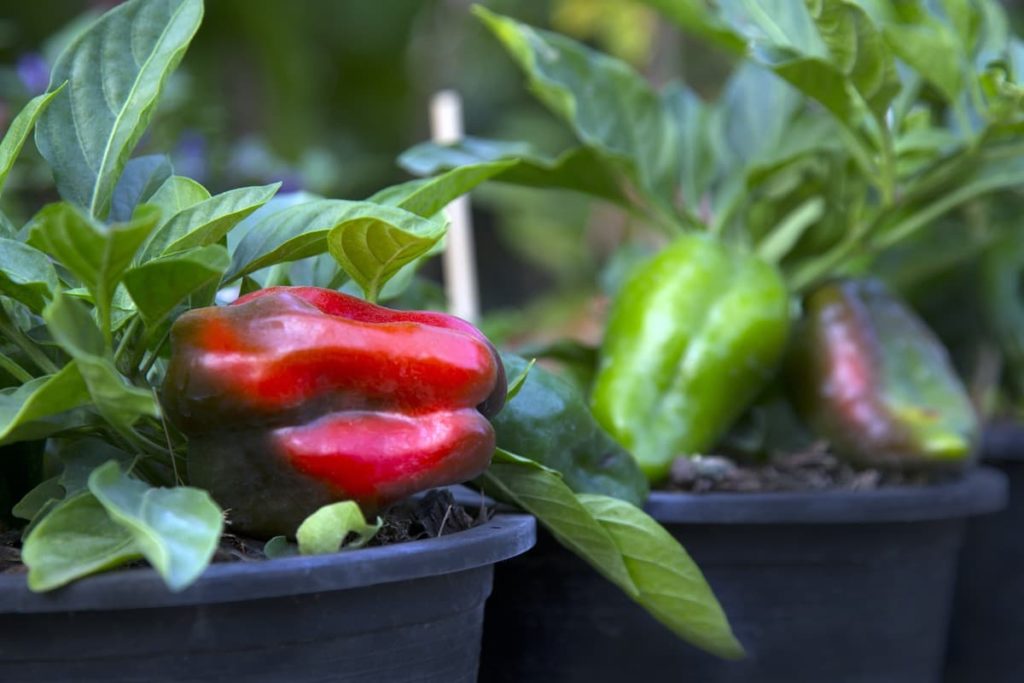 sweet container peppers vegetables you can grow in containers