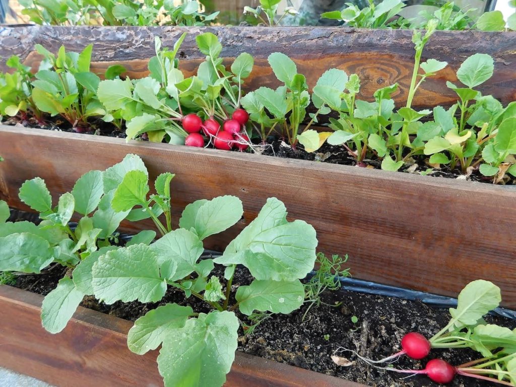 radishes container vegetables you can grow in containers