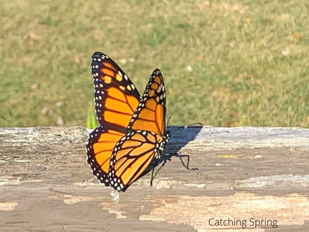best practices to raise monarchs how to release