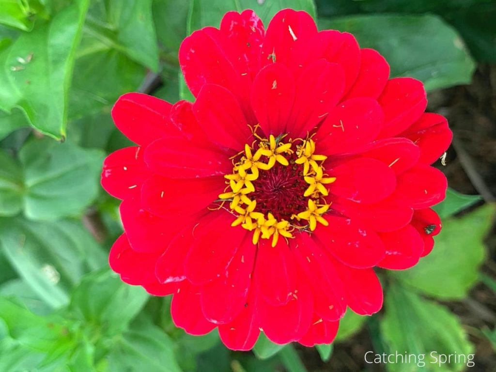 they last all season long why you need the beautiful zinnia in your yard