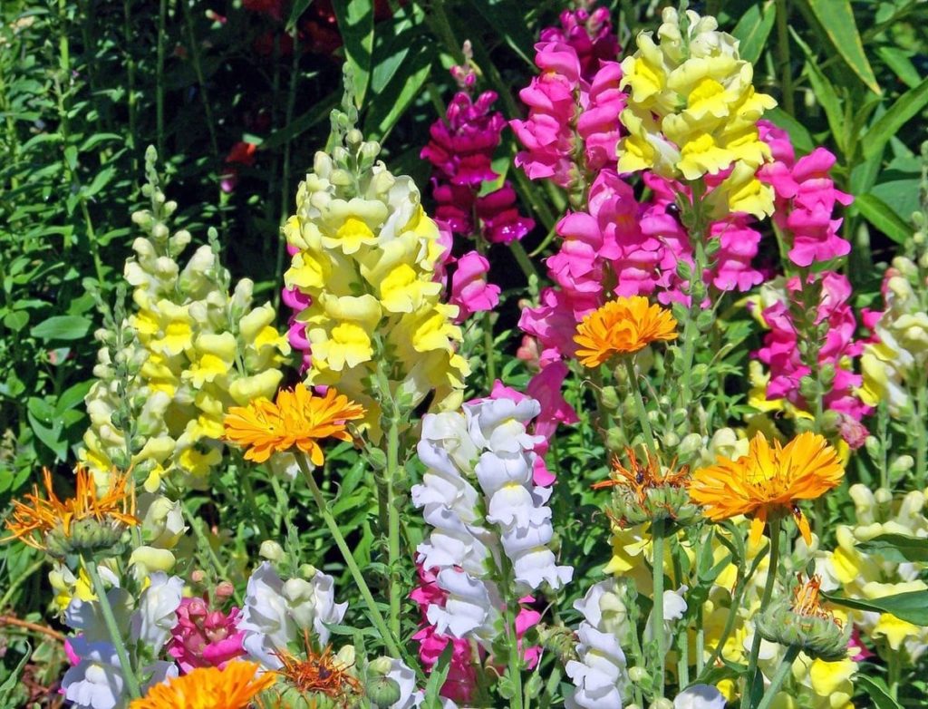snapdragon flowers you'll want to save seeds from