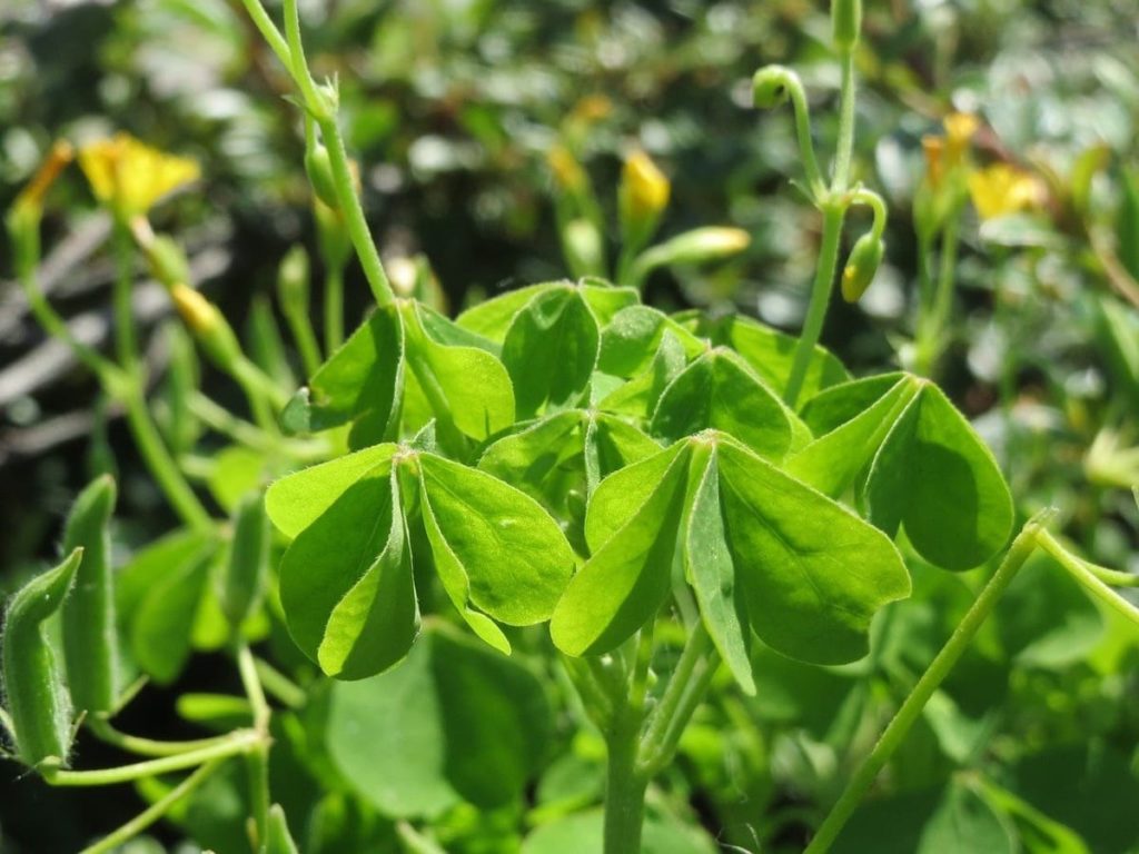 yellow sorrel oxalis beneficial weeds that could become your new favorite flower