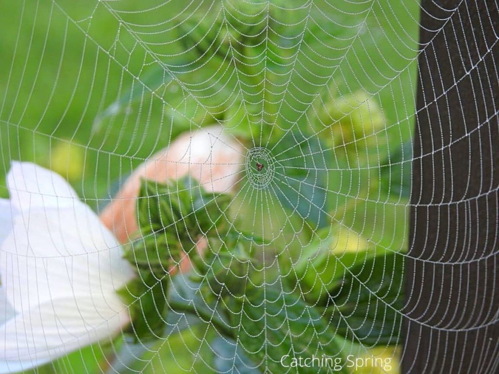garden pests you may want to protect spiders