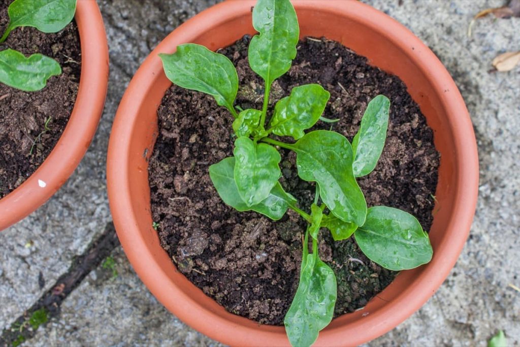spinach container vegetables you can grow in containers
