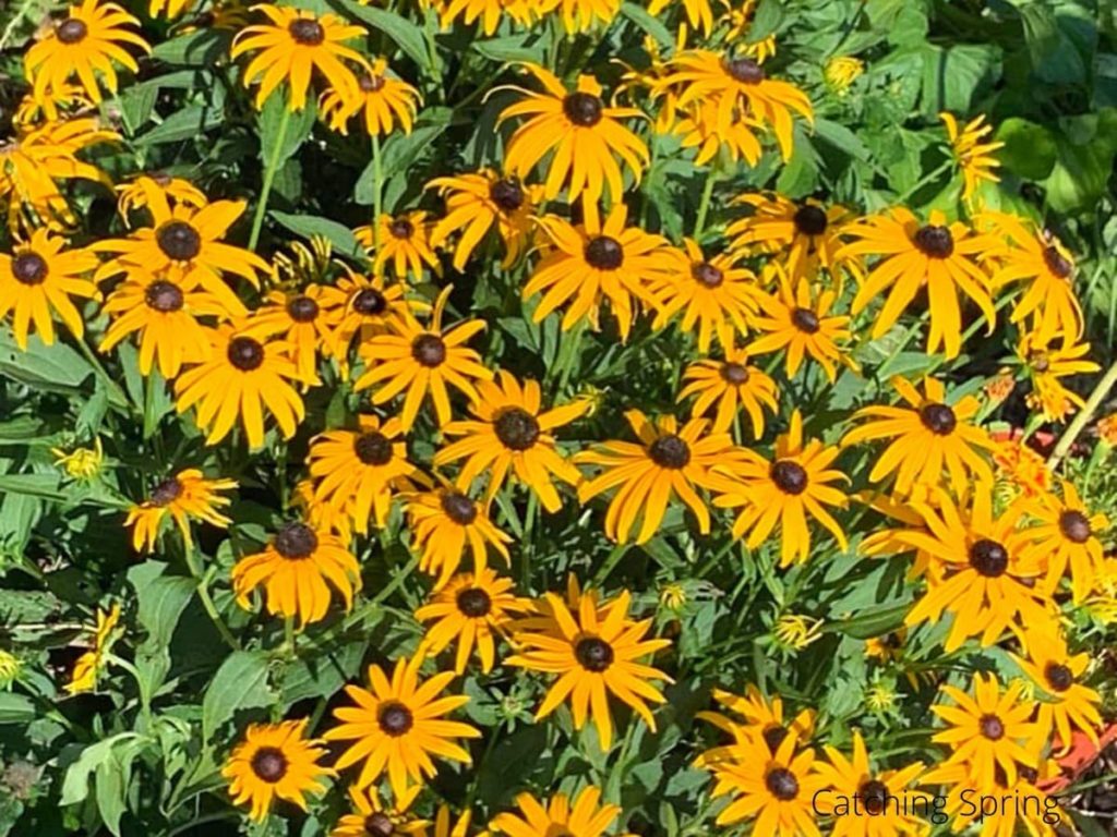 black-eyed Susan flowers you'll want to save seeds from