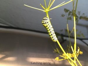 swallowtail butterfly caterpillar garden pests you may want to protect 