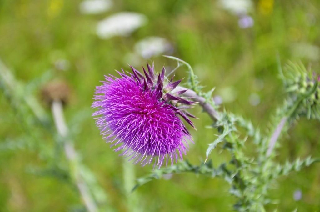 thistle beneficial weeds that could become your new favorite flower