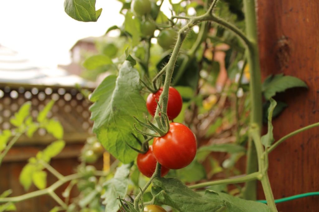 tomatoes container vegetables you can easily grow in containers