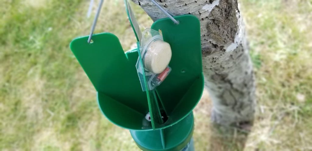 best ways to get rid of Japanese beetles naturally don't use the beetle trap