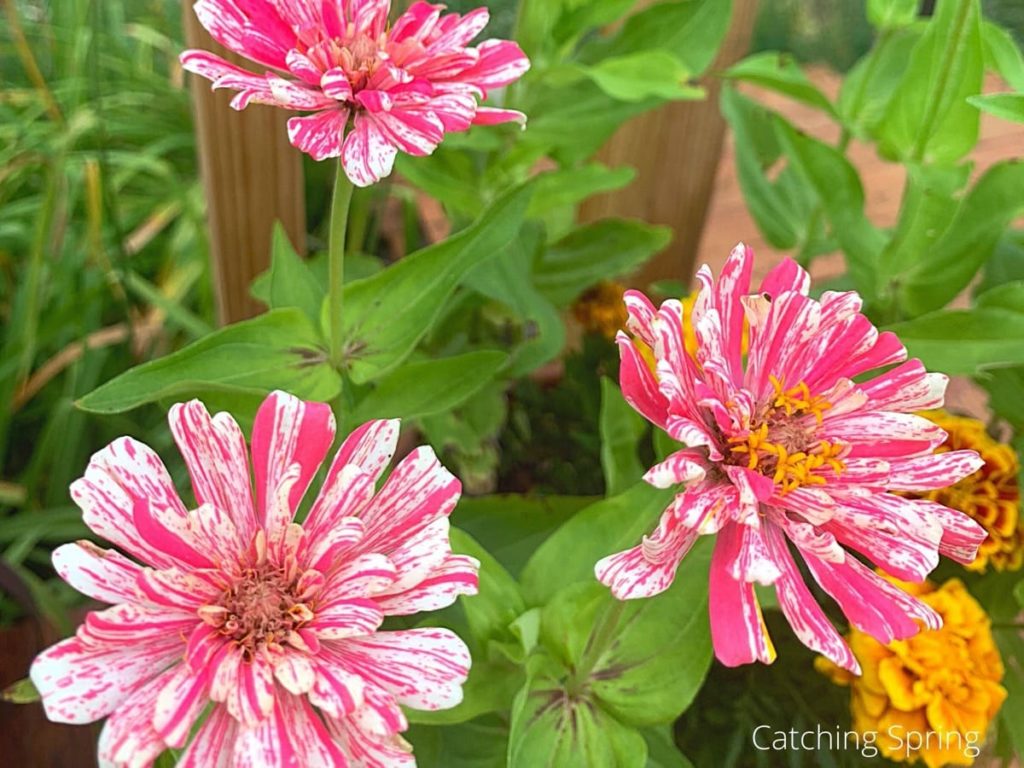there's a variety for every mood why you need the beautiful zinnia in your yard