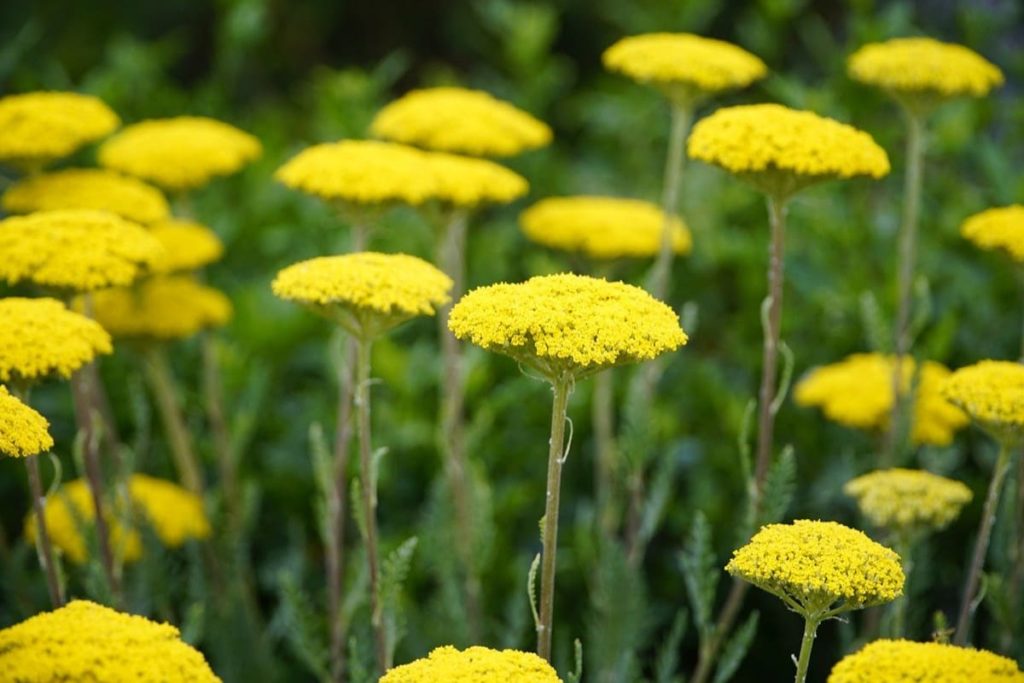 yarrow beneficial weeds that could become your new favorite flower