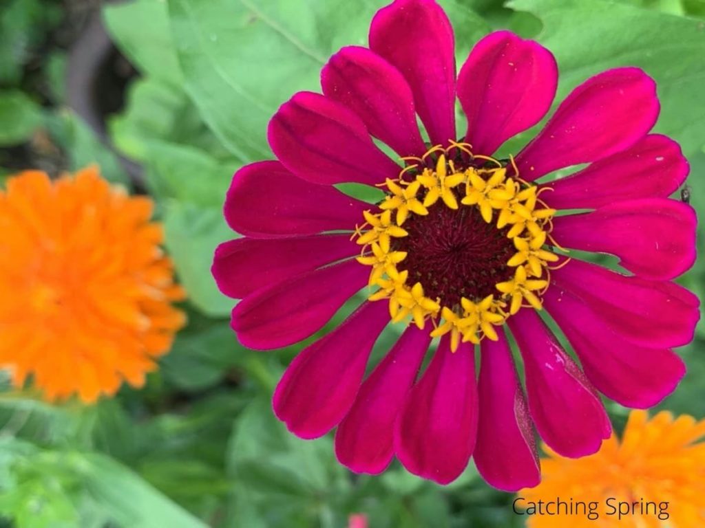 zinnia flowers you'll want to save seeds from