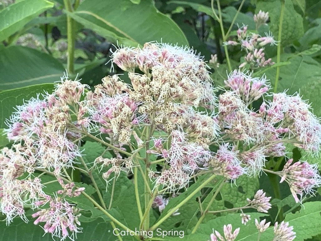 best fall flowers for pollinators and beauty Joe-Pye weed