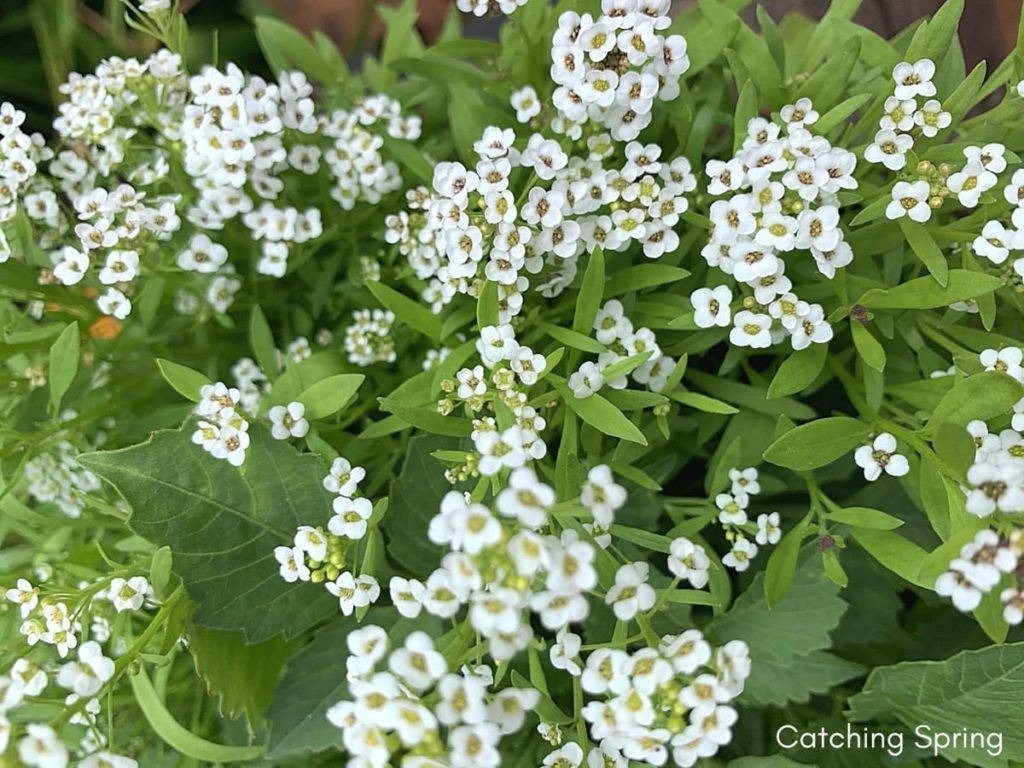 August flowers that are blooming right now sweet alyssum