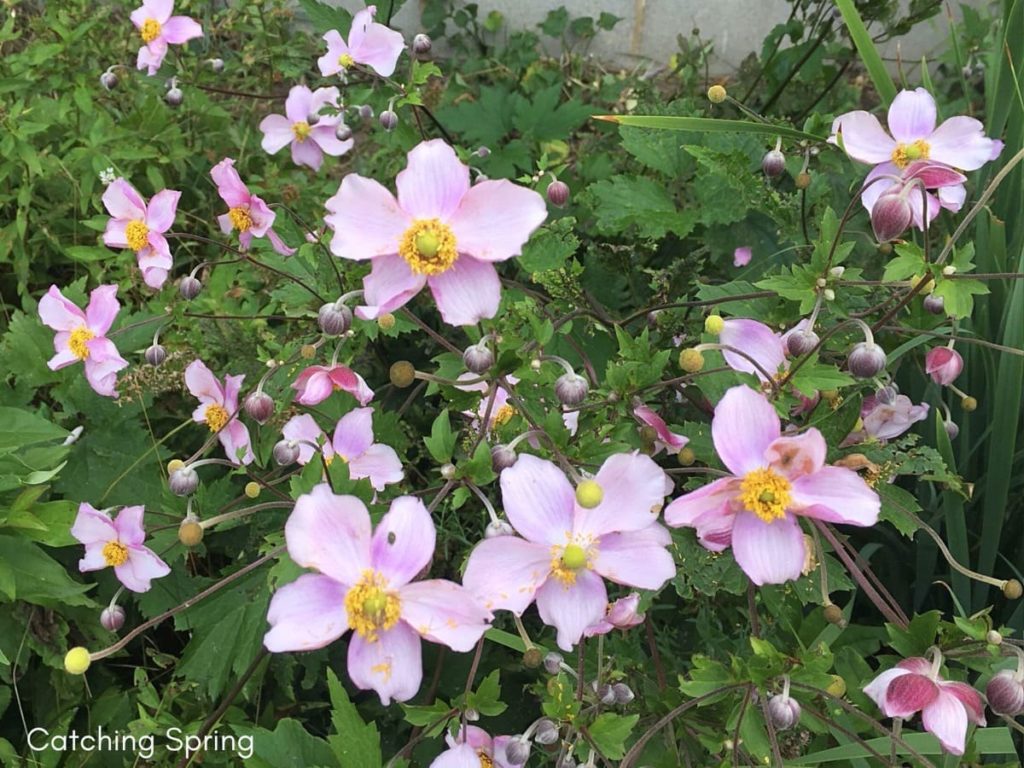 best fall flowers for pollinators and beauty Japanese anemone