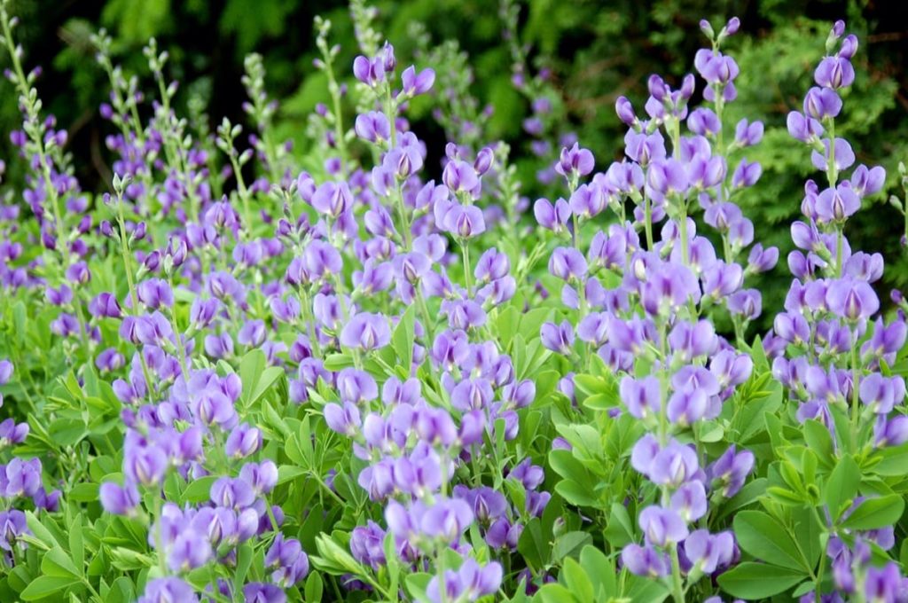 beautiful native plants you need for your Midwest garden baptisia
