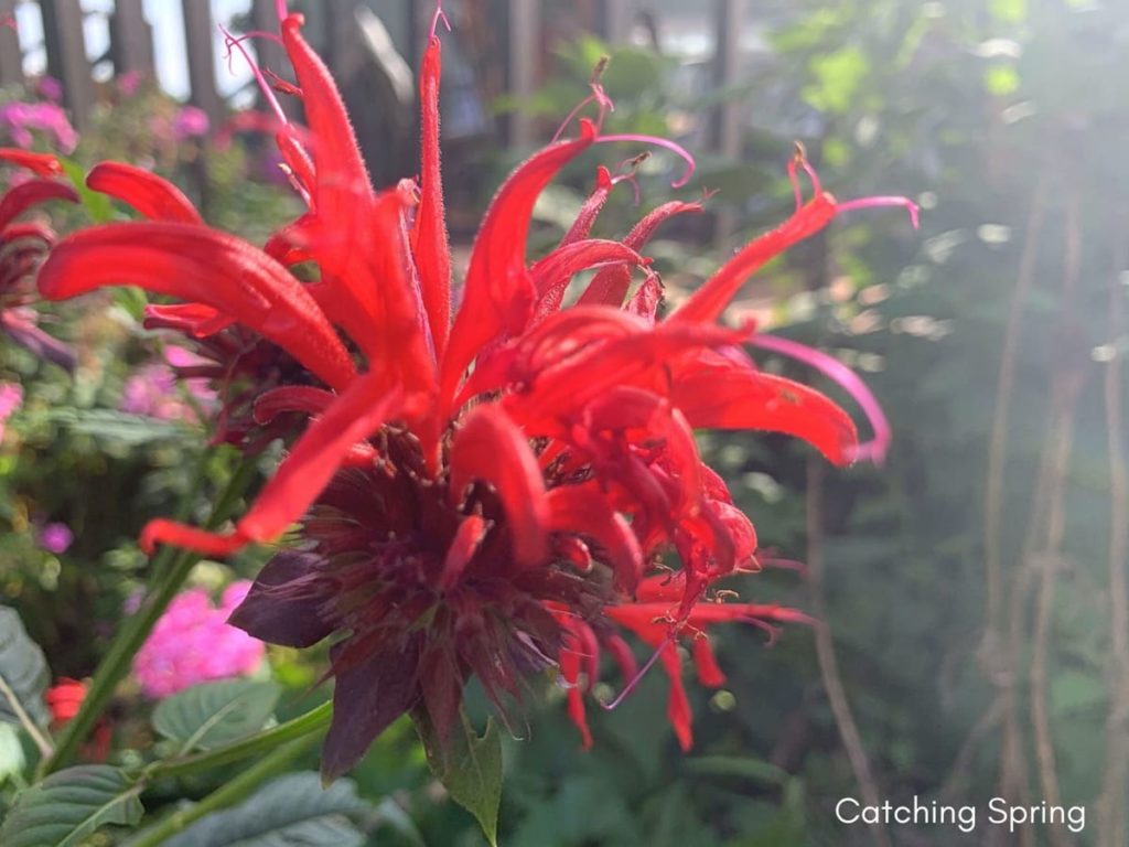 August flowers that are blooming right now bee balm