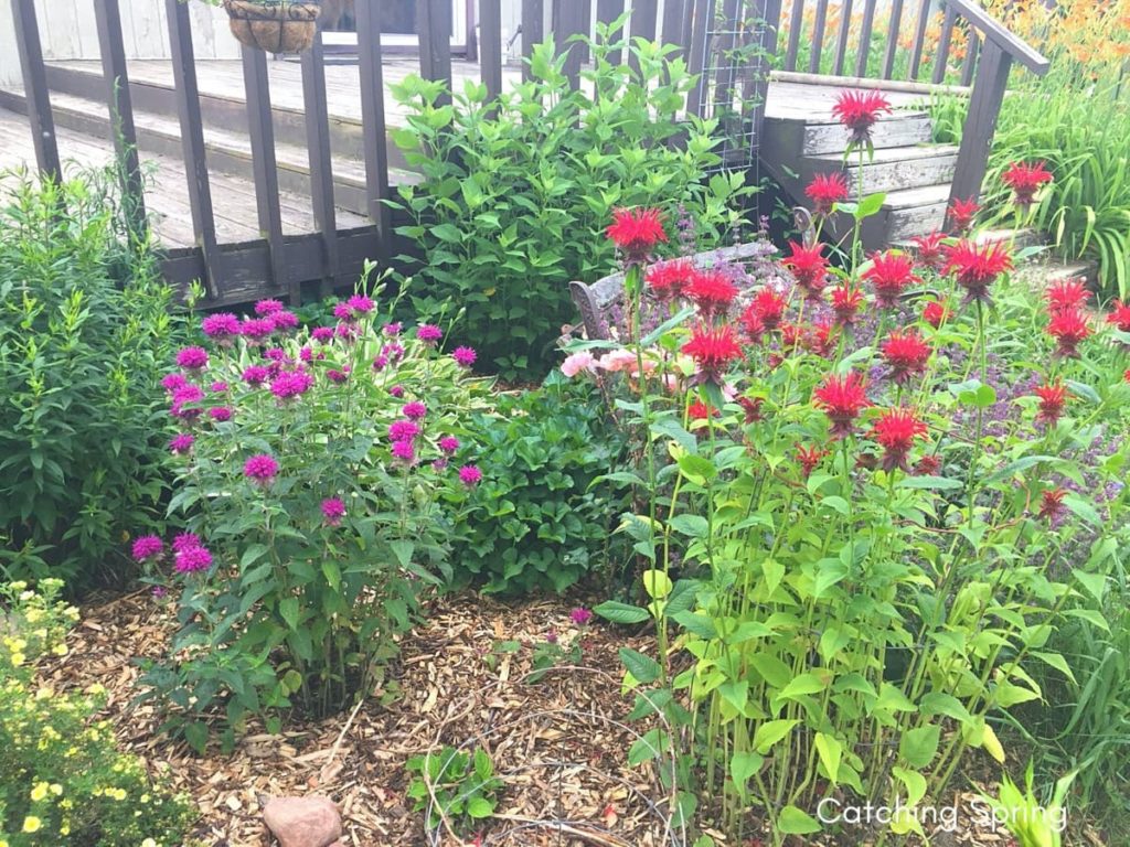 beautiful native plants you need for your Midwest garden bee balm